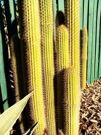 Full frame shot of succulent plant