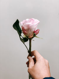 Close-up of hand holding rose against white background