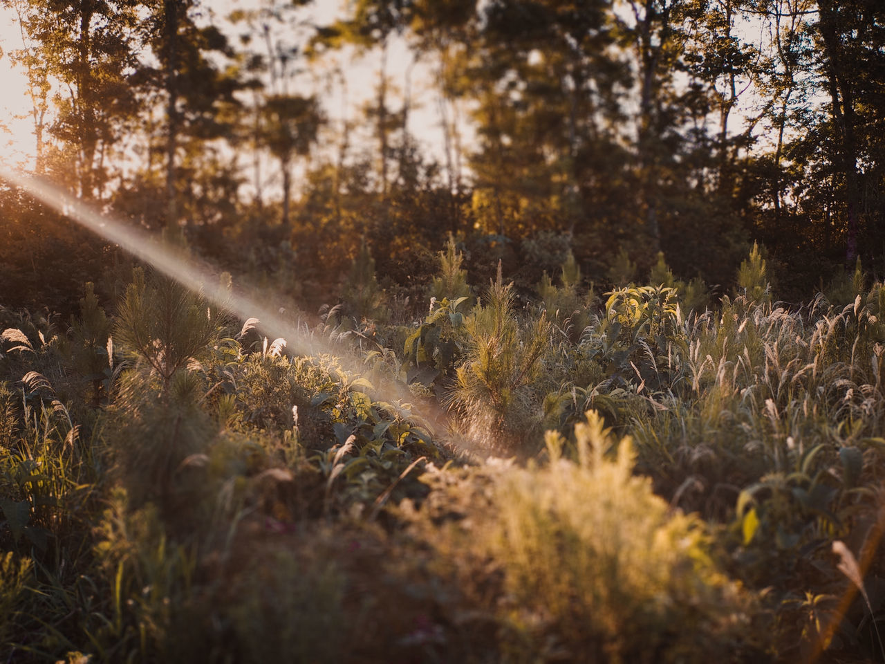 plant, land, tree, nature, growth, no people, day, tranquility, beauty in nature, forest, selective focus, sunlight, outdoors, non-urban scene, field, tranquil scene, water, grass, scenics - nature, autumn