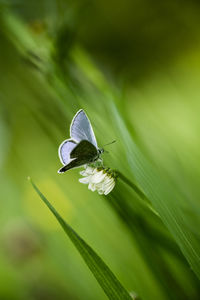 Close-up of butterfly pollinating on flower