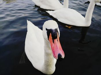 Close-up of swan swimming in lake