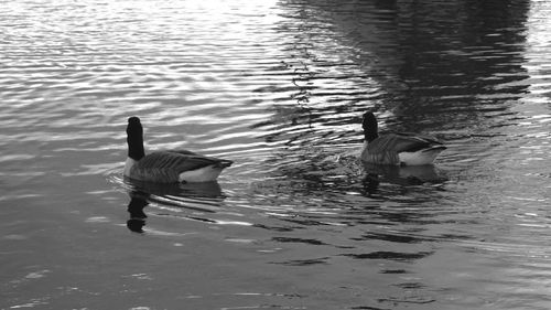 Birds in calm lake