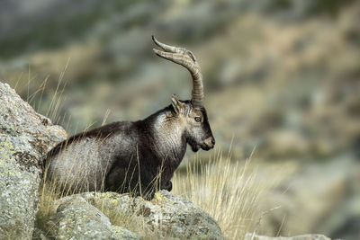 Close-up of an animal