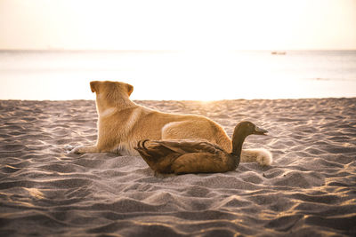 Duck and dog relaxing on sandy beach
