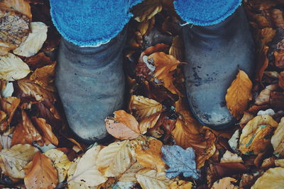 High angle view of leaves fallen on land