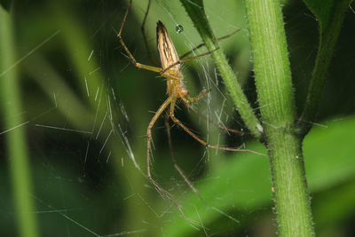 Close-up of spider on web