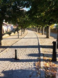 Trees in park during sunny day