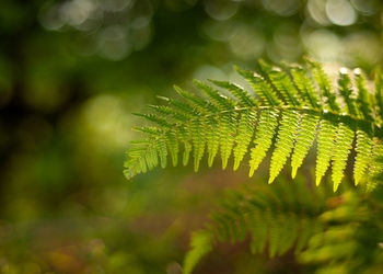 Close-up of fern leaves