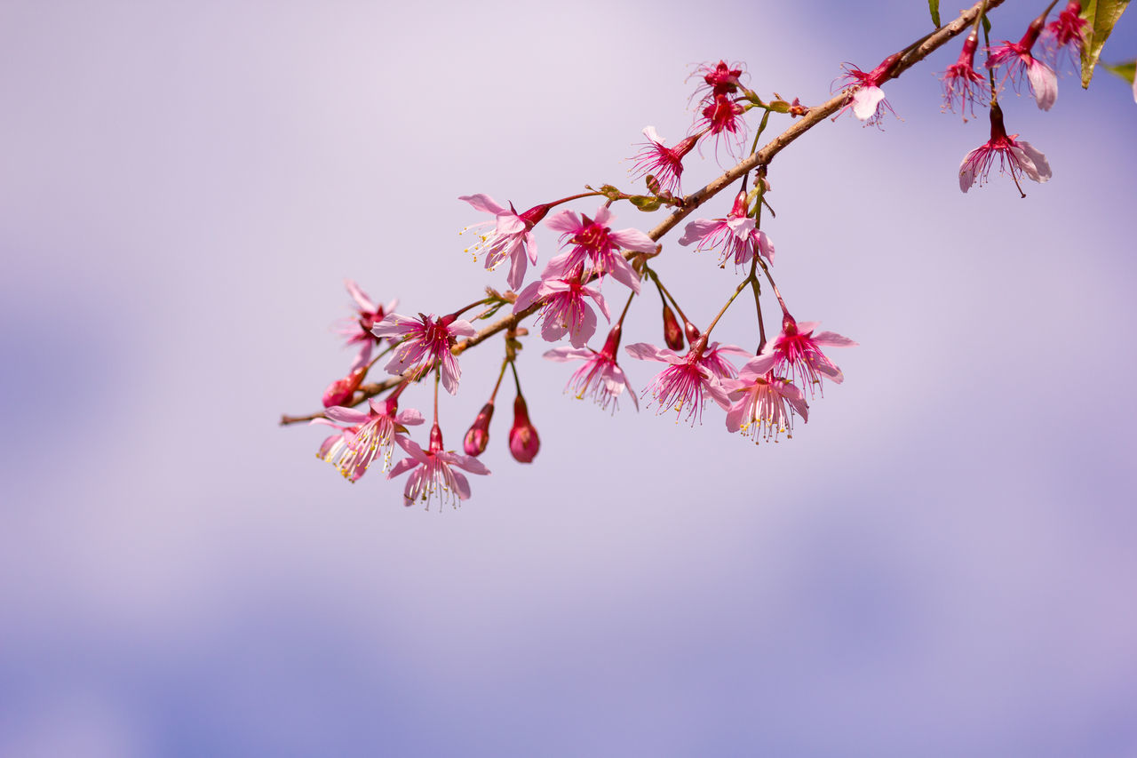 CLOSE-UP OF CHERRY BLOSSOMS AGAINST SKY