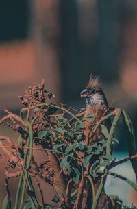 Close-up of bird perching on plant