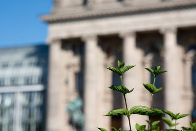 Low angle view of plant against building