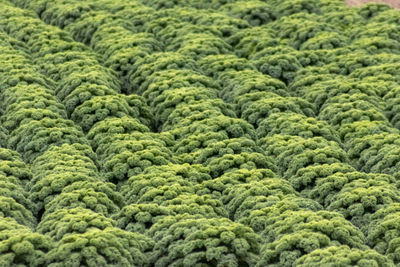 Full frame shot of plants