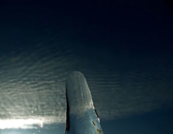 Close-up of fish swimming in water