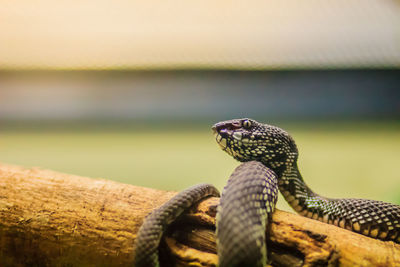 Close-up of lizard on wood