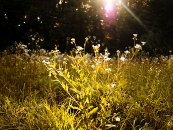 Close-up of plants growing on field