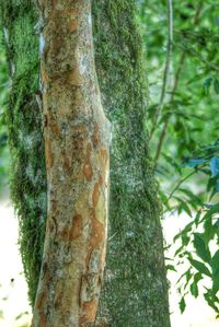 Close-up of tree trunk