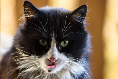 Close-up portrait of cat