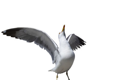 Low angle view of seagull flying