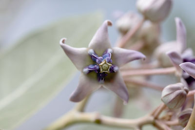 Close-up of white flowering plant