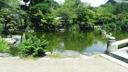 Reflection of trees in water