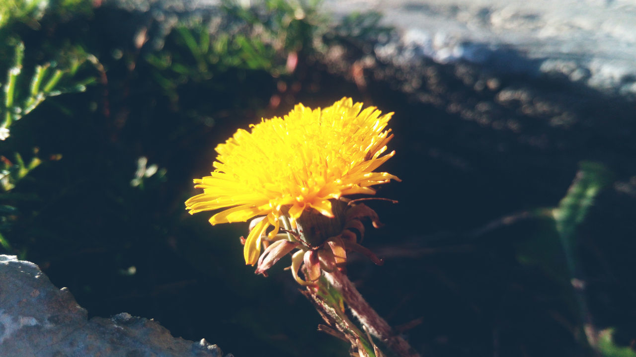 flower, fragility, yellow, freshness, growth, close-up, focus on foreground, nature, single flower, beauty in nature, flower head, plant, petal, dandelion, blooming, outdoors, day, stem, no people, selective focus