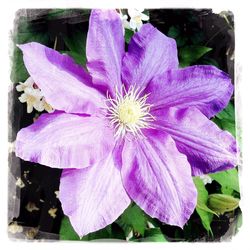 Close-up of purple flower