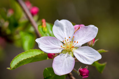 Close-up of pink flowers blooming outdoors