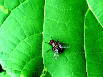 Close-up of insect on leaf