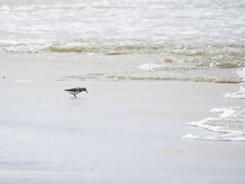 View of birds on beach