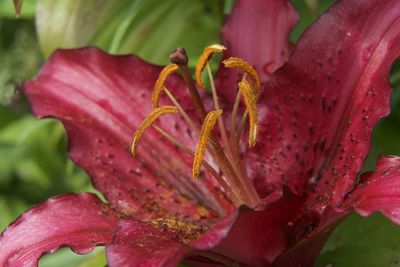 Close-up of pink day lily