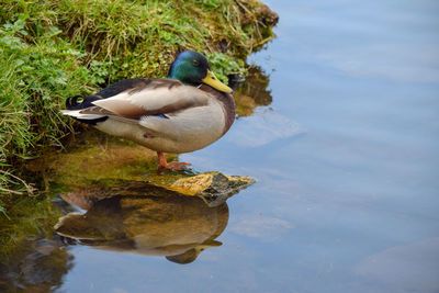 Bird in a lake