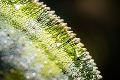 Close-up of chameleon 