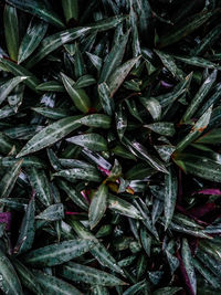 Full frame shot of fresh vegetables