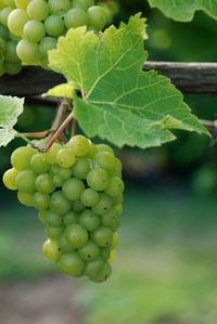 Close-up of grapes growing in vineyard