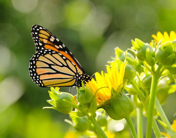 Monarch butterfly