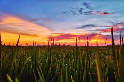 Crops growing on field against sky during sunset