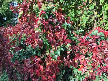 Close-up of red flowers on tree