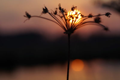 Close-up of silhouette plant against orange sky