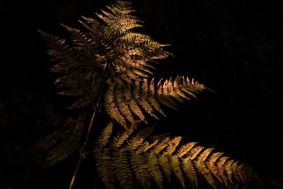 View of trees at night