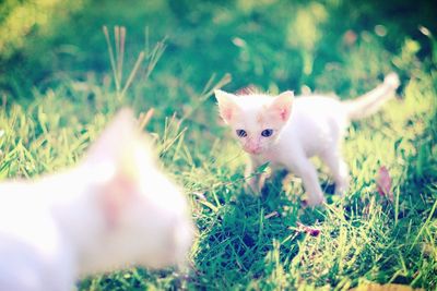 Portrait of kitten on grass