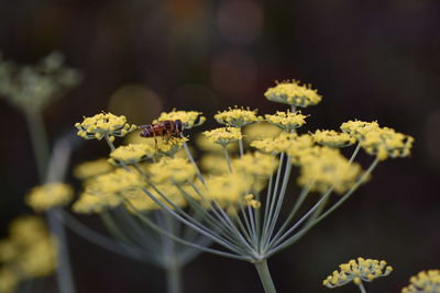 Close-up of yellow flowers