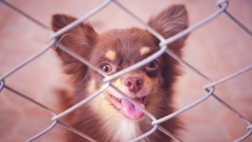 Close-up of a dog seen through chainlink fence