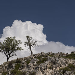 Low angle view of trees against sky