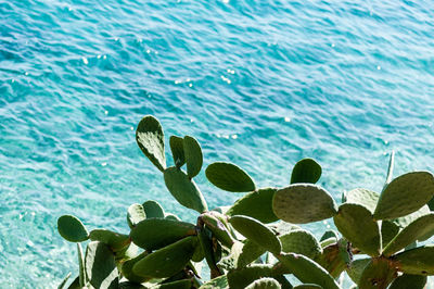 High angle view of succulent plants at beach