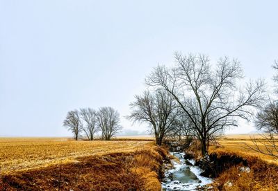 Bare trees on field against clear sky during winter
