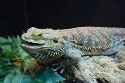 Close-up of lizard