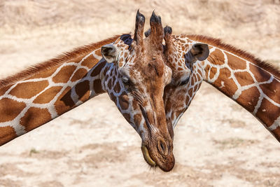 A giraffe couple portrait 