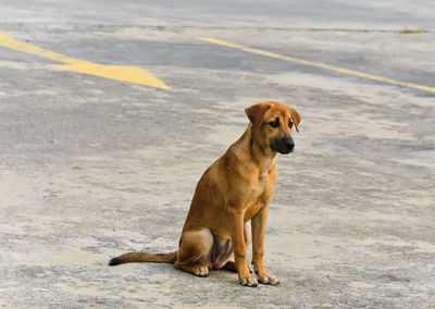 Dog looking away on road