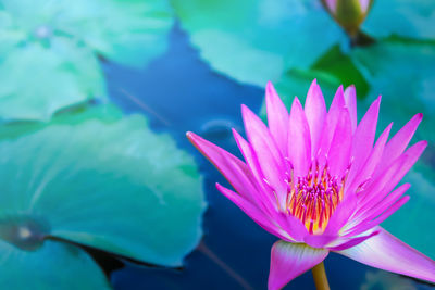 Close-up of water lily in pond