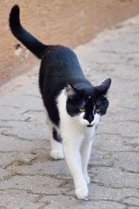 High angle view of cat on footpath